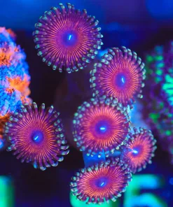 Wysiwyg Zoanthid Frag [F95]