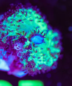 Wysiwyg Unique Mushroom Frag [F95]