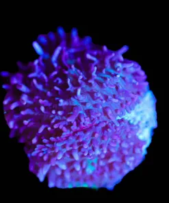 Wysiwyg Small Hairy Mushroom [F96]