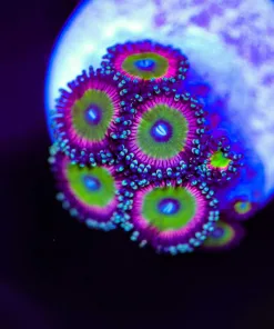 Wysiwyg Zoanthid Frag [F96]