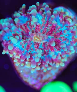 Wysiwyg Yuma Frag [F97]