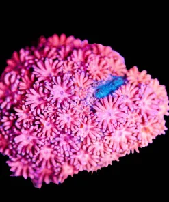 Wysiwyg Small Flowerpot Frag [F97]