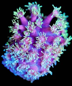 Wysiwyg Tri Color Gonipora Frag [F98]
