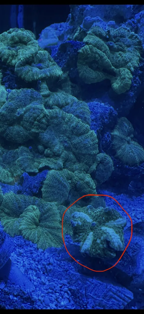 Frag Box Corals