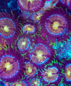 Nirvana Zoanthid |Many Heads Per Frag (Row #11)