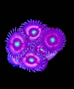 Cat Eye Zoa Frag (Row #12:B)