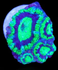 Small Purple Spaceship Acan Frag (Row #13)