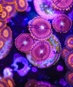 Princess 99 Zoa Frag (Row #14)