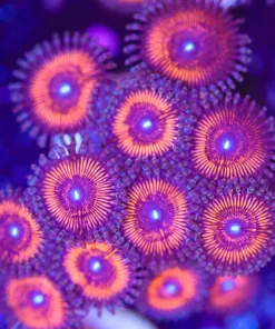Armor Of God Zoanthid Frag (Row #15:B)