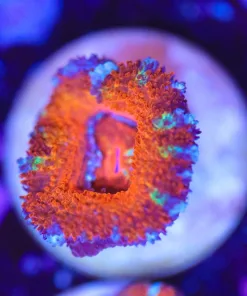 Tiny Multicolored Rim Acan Frag (Row #16)