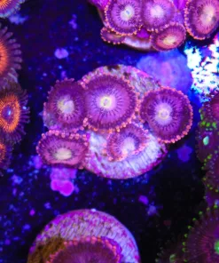 Pink Infusion Zoa (Row #16:B)