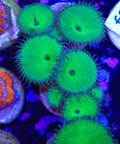 Green Death Palythoa (Row #17)