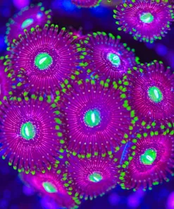 Purple Space Monster Zoanthid Frag | Large Frag Many Heads (Row #17:B)