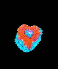 Small SUperman Acan Frag (Row #19)