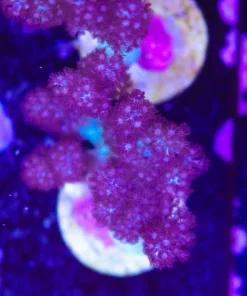 Purple Tip Blue Nepthea Leather Coral Frag (Row #19:B)