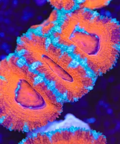 Blue Ringwrold Acan Frag (Row #20)