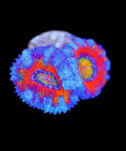 Rainbow Centre Acan Frag (Row #20:B)