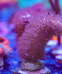 Chewbacca Purple Gorgonian Frag | The Ultimate Fuzzy Gorg (Row #21)