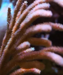 Large Photostyenthic Gorgonain Frag (Row #22)