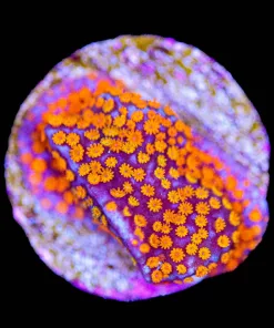 Small Reverse Rainbow Montipora Frag (Row #27:B)