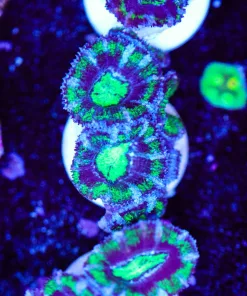 Purple Haze Acan Frag (Row #28)