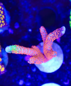 Forest Fire Digitata Frag (Row #28)