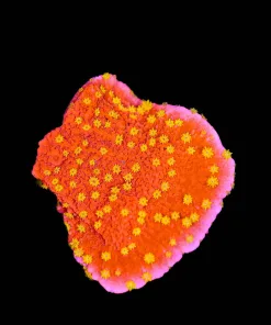 Starburst Montipora Frag | Monticap (Row #28:B)