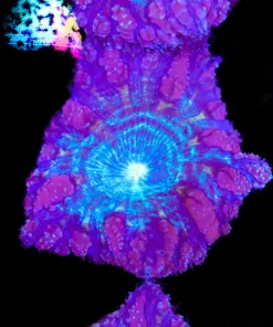 Blue Hole Blastomussa (Row #29:B)