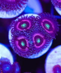 Pink Panther Zoanthid Frag (Row #2:B)