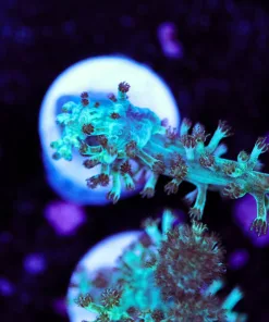 Teal Nepthea Coral Tree (Row #31)