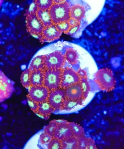 Firestorm Zoanthid Frag (Row #31)