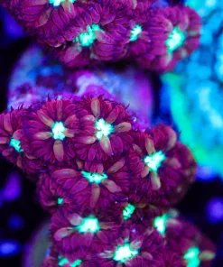 Blastomussa Merletti Frag (Row #32)