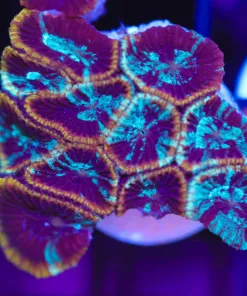 Marbled Favia Coral Frag (Row #32)