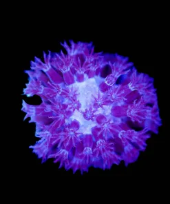 Snowball Gorgonian Frag (Row #33:B)