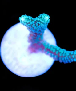 Small Birdsnest Frag (Row #37:B)
