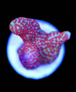 Flame Digtata Frag (Row #40)