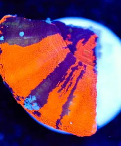 Scolymia Frag (Row #41:B)