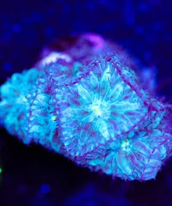 Blue Blastomussa Merletti Frag (Row #43)