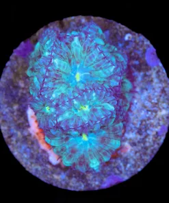 Blue Blastomussa Merletti Frag | Rare Color For This Species (Row #43)