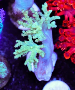 Yellow Kenya Tree Coral Frag | Large (Row #44:B)