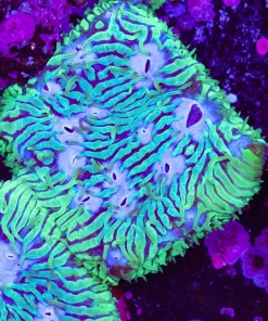 Mystery LPS Coral Frag | March Still Unable to ID | Freakin Cool AF (Row #45)
