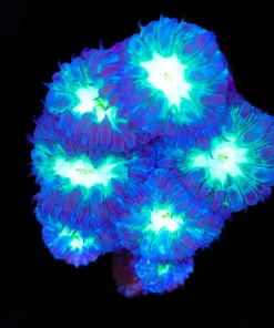 Matrix Blastomusa Merletti Frag (Row #48:B)