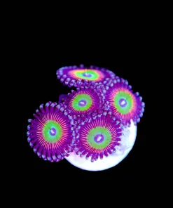 Margarita Zoanthid Frag (Row #4:B)