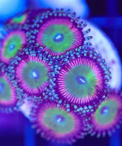 Pina Colada Zoa Frag (Row #5)