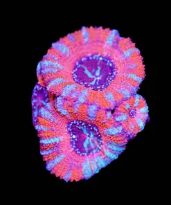 Fat Pinkish Acan Frag (Row #50)