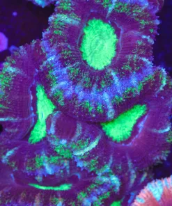 Purple Matcha Acan Frag (Row #51)