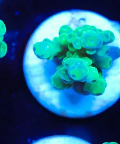 Green Haze Acropora Frag (Row #51:B)