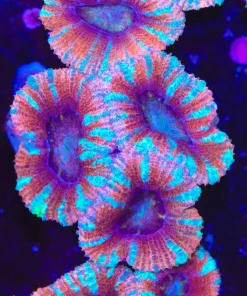Cotton Candy Acan Frag (Row #52)