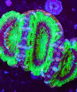 Green Apple Acan Frag (Row #53)