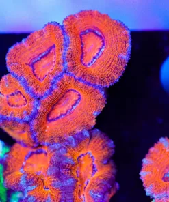 Orangina Acan Frag (Row #54:B)